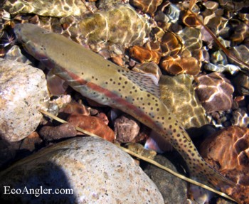 McCloud River red band trout