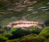 McCloud River Redband Trout photographed underwater.