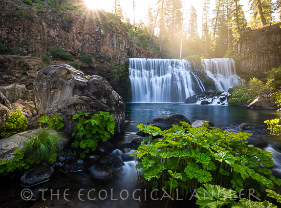 The Middle Falls of the McCloud River is a natural barrier for protecting McCloud River Redband trout.