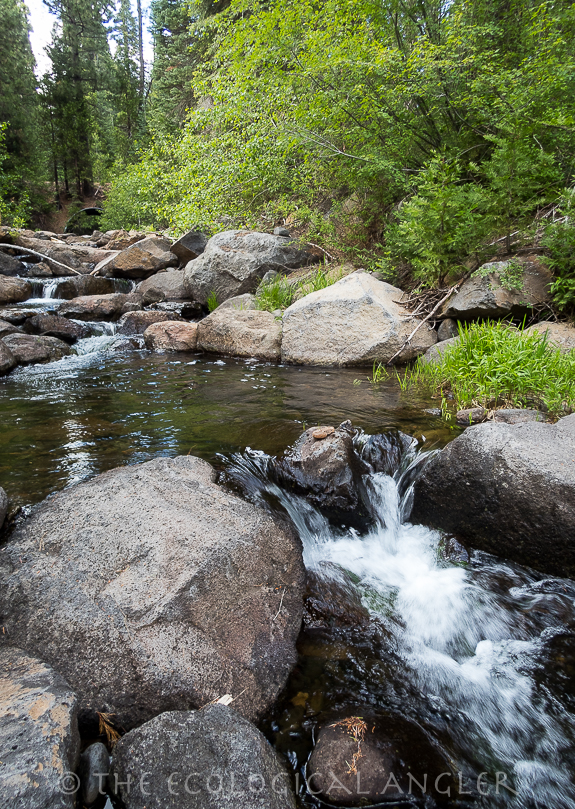 A small creek flows below Mount Shasta with McCloud River Redband trout.