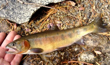 Paiute cutthroat trout