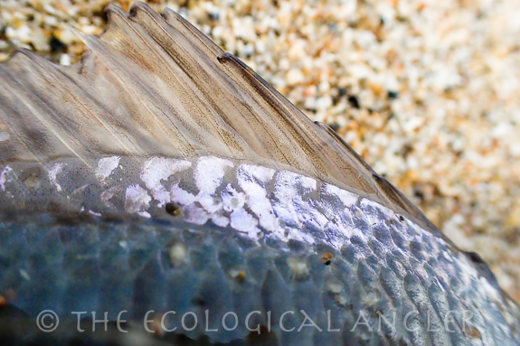 Redtail Surfperch displays deep purple tail and the spines in the dorsal fin.