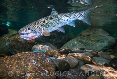Fly Fishing for Sea Run Cutthroat using dry flies in the Summer.