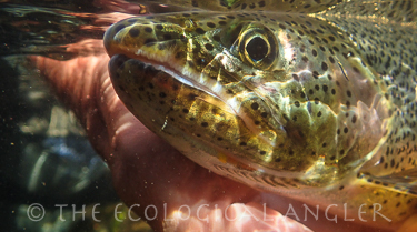 Coastal Cutthroat trout sea run form is only cutt that goes to the ocean.