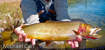 Snake River finespotted Cutthroat