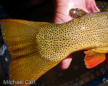 Snake River finespotted Cutthroat signature spotting on tail