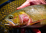 Snake River fine-spotted cutthroat