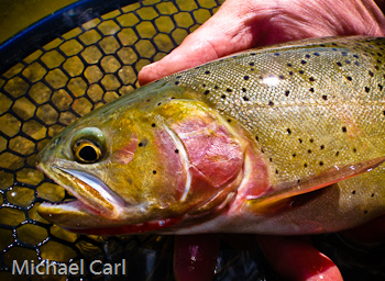 Snake River finespotted Cutthroat signature red slash