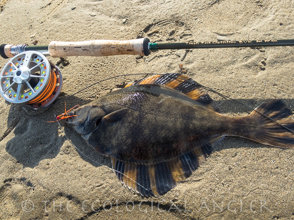 Starry Flounder dwell in the surf off sandy beaches and can be fished from the surf off jetties and in estuaries.
