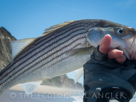 Stripers under 18 inches long or schoolies can be caught in the surf or in San Francisco Bay.