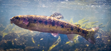 Warner Lakes redband trout