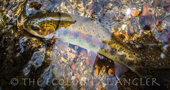 The Warner Lakes Redband trout displays a red magenta band along its body.