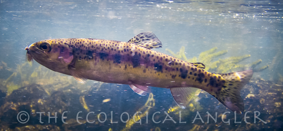 Warner Lakes Redband Trout photographed underwater.