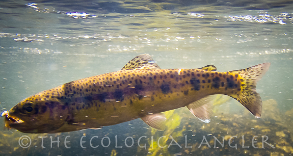 A Warner Lakes redband trout shows its color and spotting.