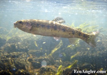 photogrpah of native redband trout