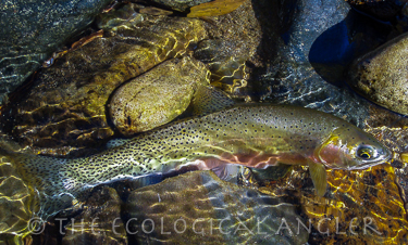 Westslope Cutthroat are the native trout of the North Fork Blackfoot River.