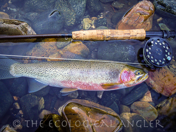 Westslope Cutthroat Trout with orange slash under lower jaw.