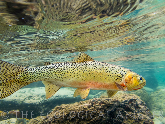 Underwater photograph of Westslope Cutthroat.