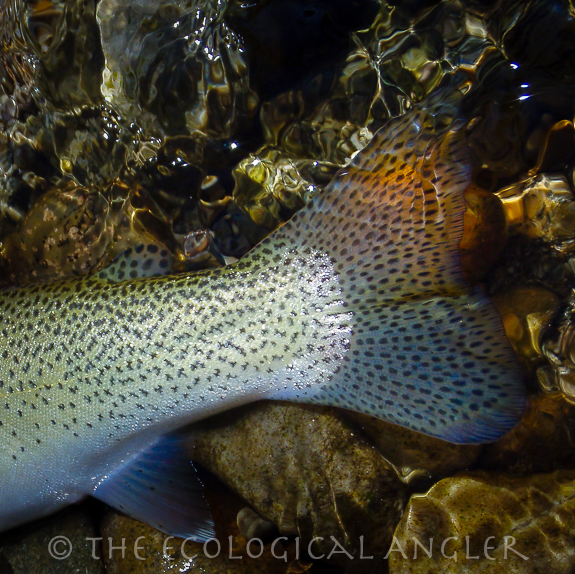 Westslope Cutthroat Trout tail fin.