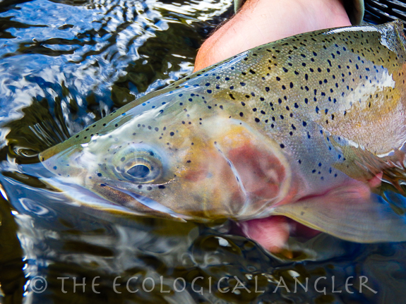 Westslope Cutthroat Trout caught fly fishing a river in Idaho.
