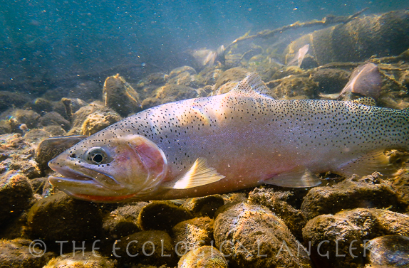 Westslope Cutthroat Trout released back to the river.