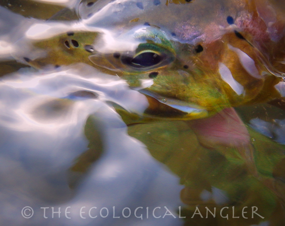 Westslope Cutthroat Trout photographed underwater in a North American river .