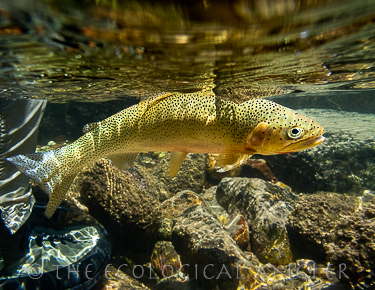 Underwater photograph of Westslope Cutthroat trout caught in Montana.