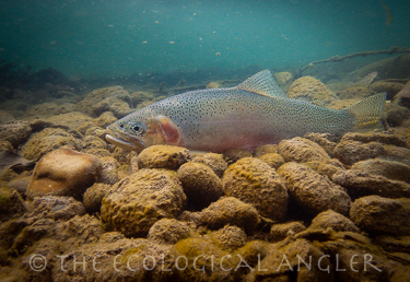Westslope Cutthroat trout photographed underwater.