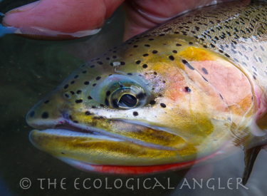 Westslope Cutthroat trout caught fly fishing in it's native river.