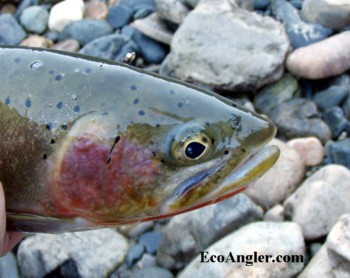 Westslope Cutthroat from the St. Joe's River