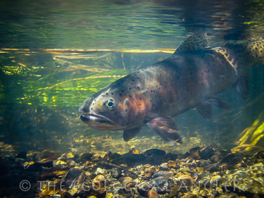 Whitehorse Creek Basin Cutthroat trout photographed underwater in Southeastern Oregon