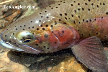 Whitehorse Creek Cutthroat caught and released in Southeastern Oregon