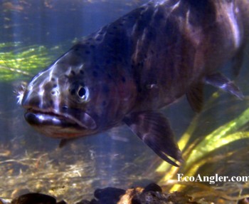 Whitehorse Creek Cutthroat caught and released in Southeastern Oregon