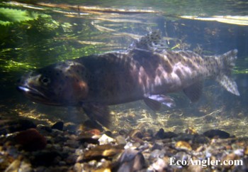 Whitehorse Creek Cutthroat caught and released in Southeastern Oregon