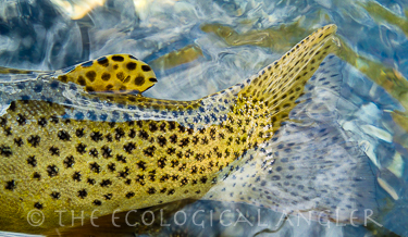 Yellowstone Cutthroat trout signature spotting on tail