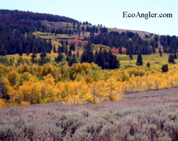 Aspen trees starting to change color